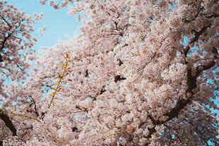 烂漫盛开的美丽樱花树