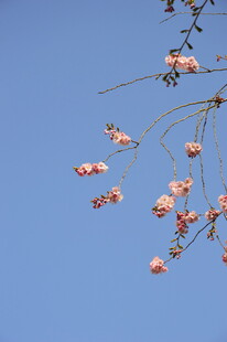 蓝天映衬下的粉嫩花枝