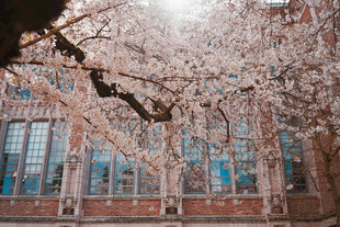 校园樱花烂漫景致