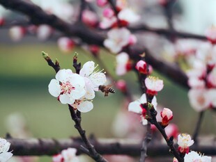 枝头绽放的娇艳白色花朵