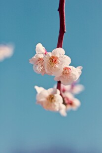 枝头绽放的娇嫩粉色梅花