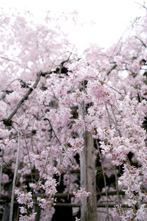 烂漫盛放的粉色樱花树