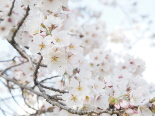 烂漫樱花绽放枝头