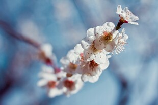 枝头盛开的娇艳杏花