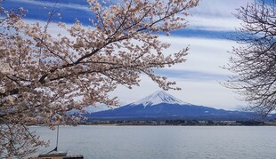 湖畔樱花与远山美景