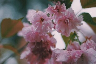 粉嫩樱花绽放枝头