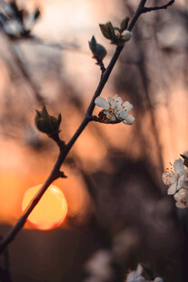 夕阳下绽放的枝头花朵