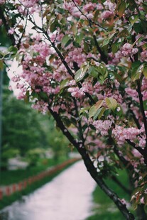 春日繁花满枝的烂漫景象