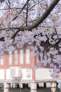 樱花烂漫下的建筑景观