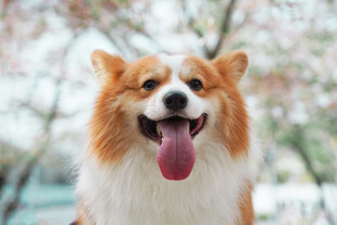 春日萌犬吐舌惬意瞬间
