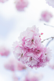 娇艳绽放的美丽樱花