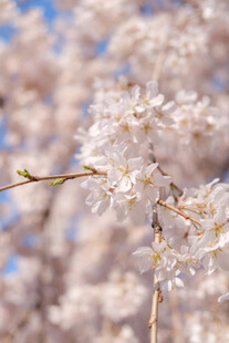 春日盛开的美丽白色樱花