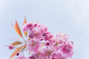娇艳绽放的粉色花卉