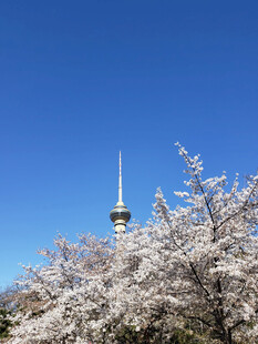 蓝天樱花中的高耸尖塔