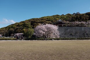 山坡下绽放的烂漫樱花