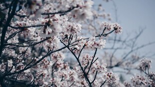 枝头绽放的烂漫樱花