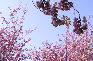 烂漫樱花绽放蓝天之下