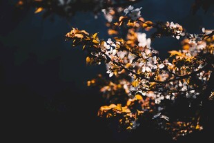 秋日枝头闪耀的金黄叶片