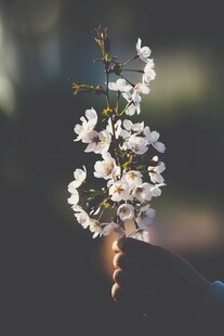 手持绽放樱花枝