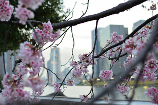 城市中的烂漫樱花枝头