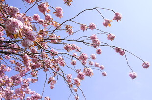 蓝天映衬下的粉嫩樱花枝