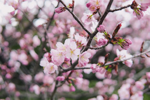 春日绽放的粉嫩樱花枝头