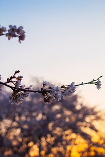 夕阳下绽放的烂漫樱花