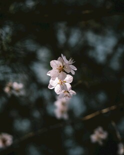 一枝绽放的粉嫩樱花