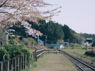樱花相伴的铁轨风景