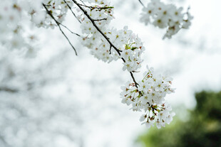 枝头绽放的洁白樱花