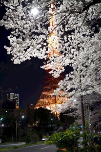 夜樱下的东京塔美景