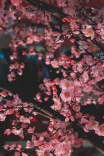 枝头绽放的娇艳粉色花朵