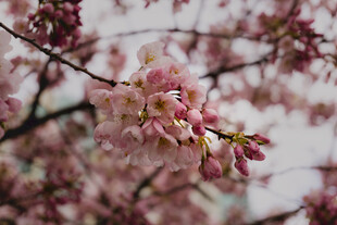 枝头粉嫩樱花绽放