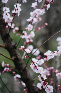 枝头绽放的美丽粉白花朵