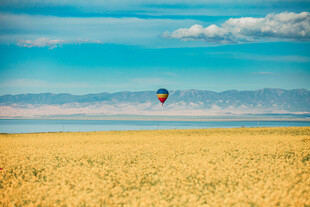 草原上空的多彩热气球