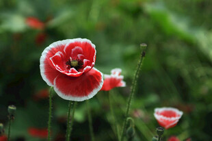 娇艳虞美人绽放于绿野