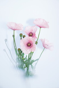 粉色花朵清新静物图