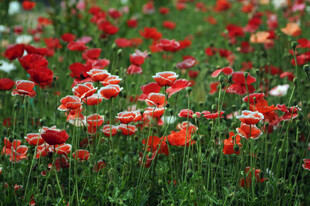 绚烂虞美人花海