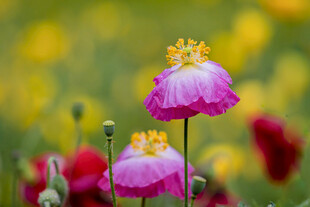 娇艳虞美人绽放于花丛中