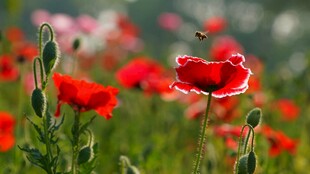 虞美人花丛中蝶舞