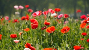 绚烂虞美人花海