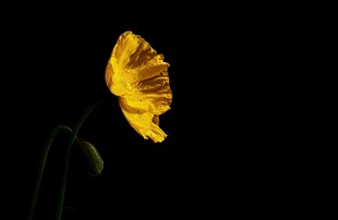 黄色单朵花绽放于黑夜