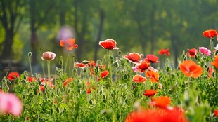 春日烂漫花丛景色