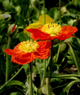 艳丽虞美人绽放于绿野