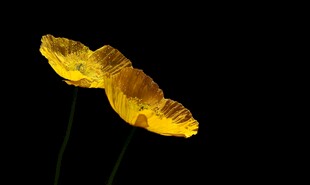 两朵发光金盏花特写