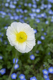 白色花朵绽放于蓝花之间