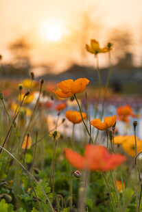 夕阳下的绚烂花卉景观