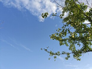 蓝天绿树间的美好景致