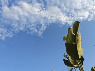 蓝天间的奇特植物造型
