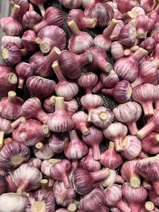 一堆紫皮大蒜
